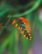 Montbrécia - Crocosmia