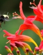 Montbrécia - Crocosmia