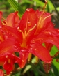 Montbrécia - Crocosmia