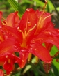 Montbrécia - Crocosmia