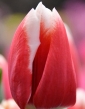 Tulipán LECH WALESA