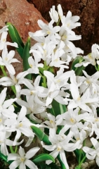 Chiondoxa (Scila) Alba